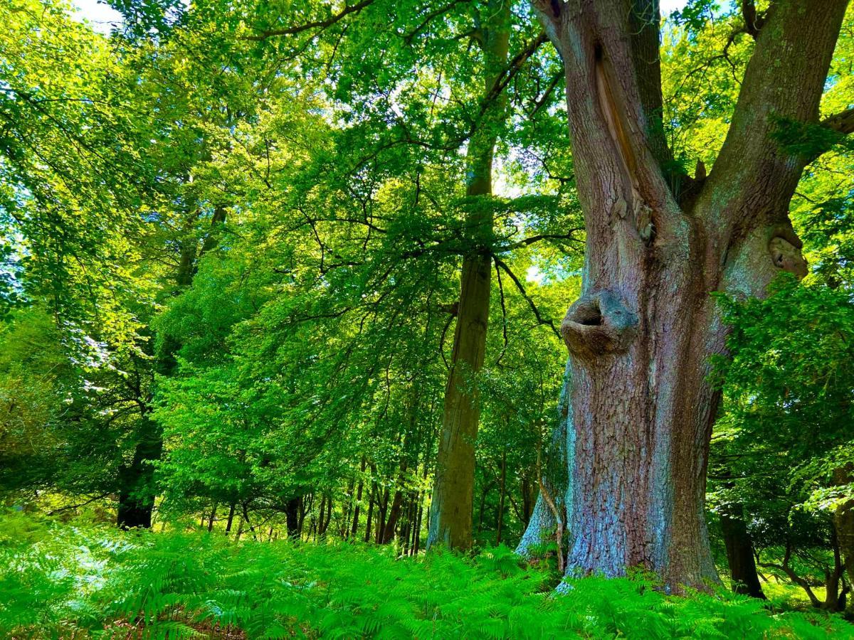 Forest Lodge Sway المظهر الخارجي الصورة